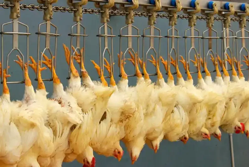 الذبح وإزالة الريش: التحكم الدقيق وضمان الجودة في سلسلة العمليات الصحية