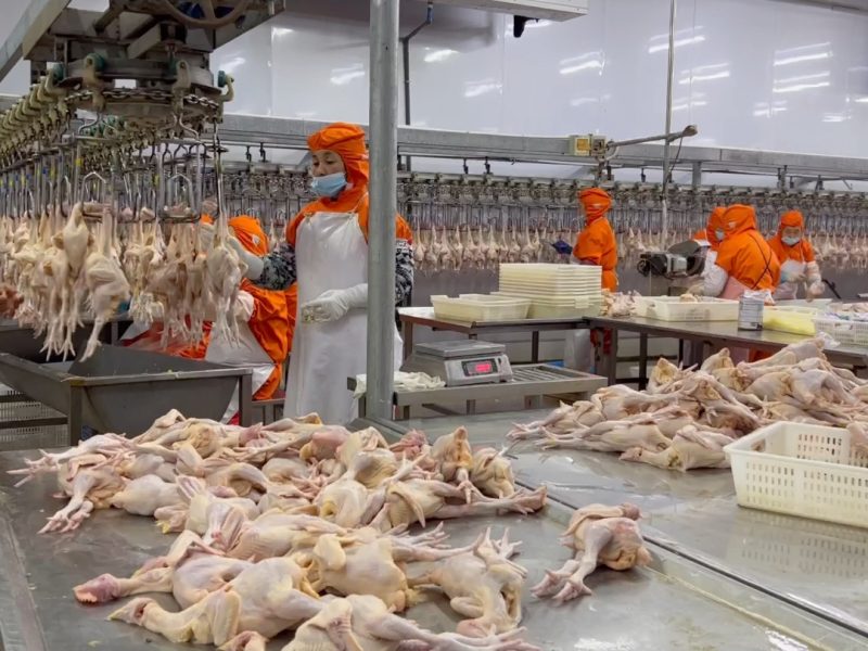 المعالجة النهائية: تحويل القيمة من الذبيحة الموحدة إلى منتج مخصص