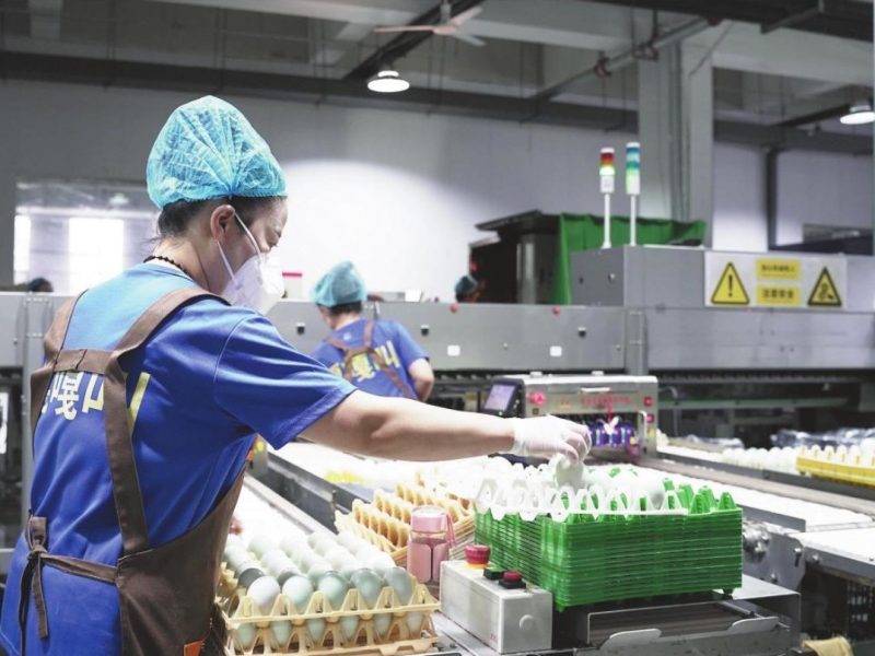 حل خط إنتاج معالجة البيض المتكامل