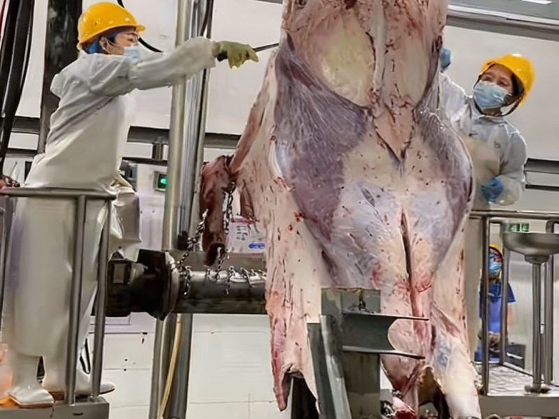 حل حديث وفعال: آلة تقشير ذبائح الأبقار الآلية