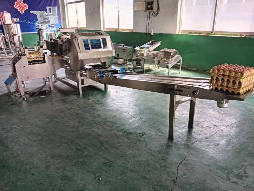 تحليل متعمق لمرحلة التغليف والترتيب بالمنصات في خط معالجة البيض