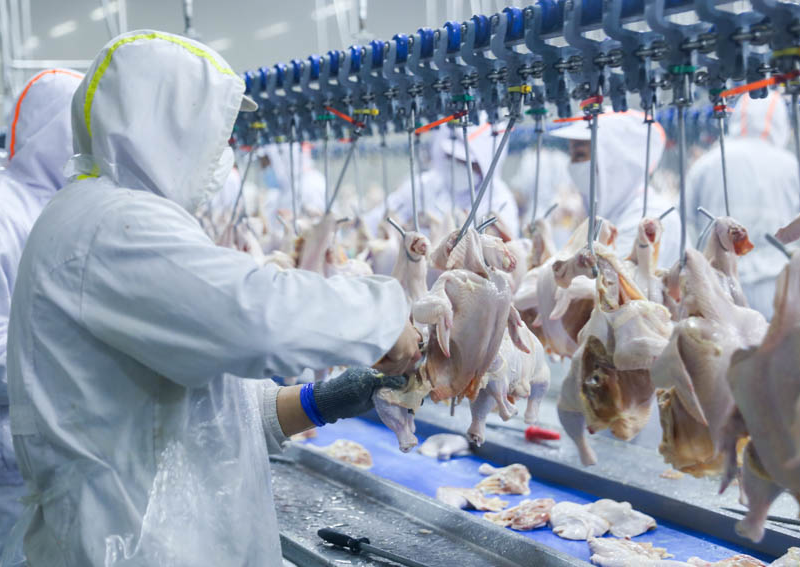 نظرة عامة على العملية: التبريد اللولبي لذبائح الدواجن في خطوط الذبح الآلية