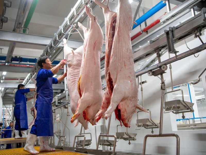 عمليات السلق ونزع الشعر في خطوط ذبح الخنازير