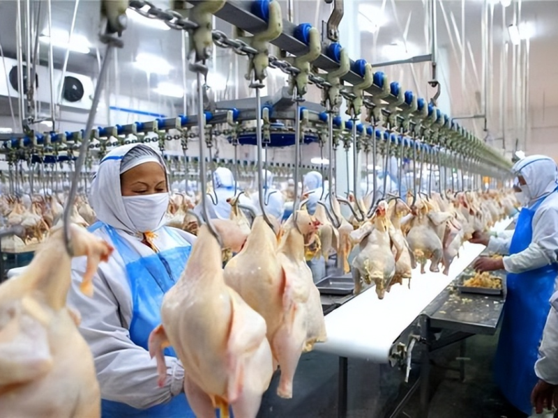 حل متكامل لمصنع حديث لذبح وتجهيز دجاج اللحم في الغابون