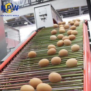 تربية دجاج البيض في الفلبين: فرصة نمو عالية للمستثمرين وشركة Qingdao NPW Plastic