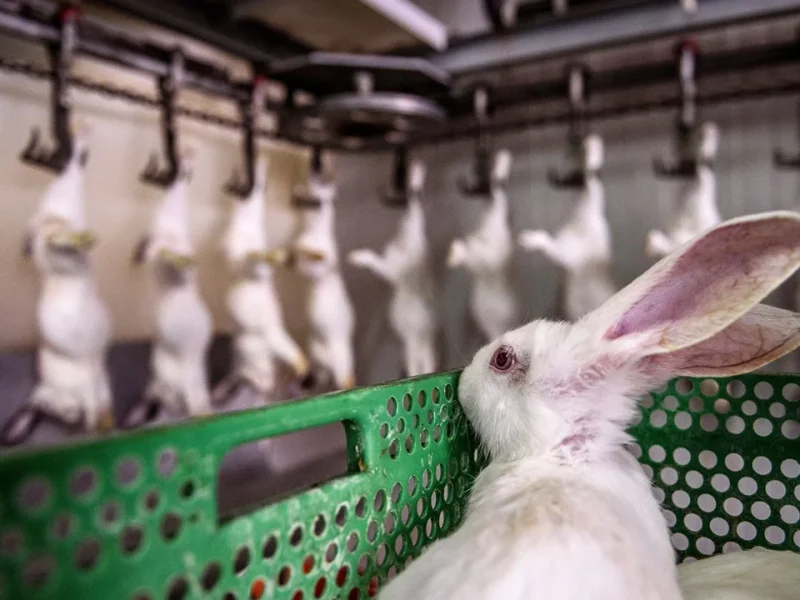 اعتبارات التكوين والاستثمار لخطوط ذبح الأرانب: السعة، الأتمتة، وتآزر سلسلة القيمة