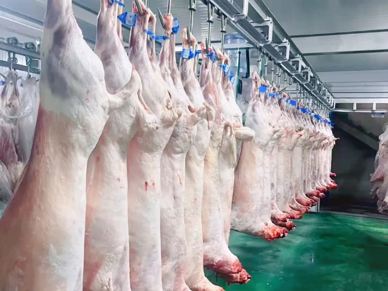 دليل التفتيش قبل التشغيل لتركيب خط ذبح الماعز