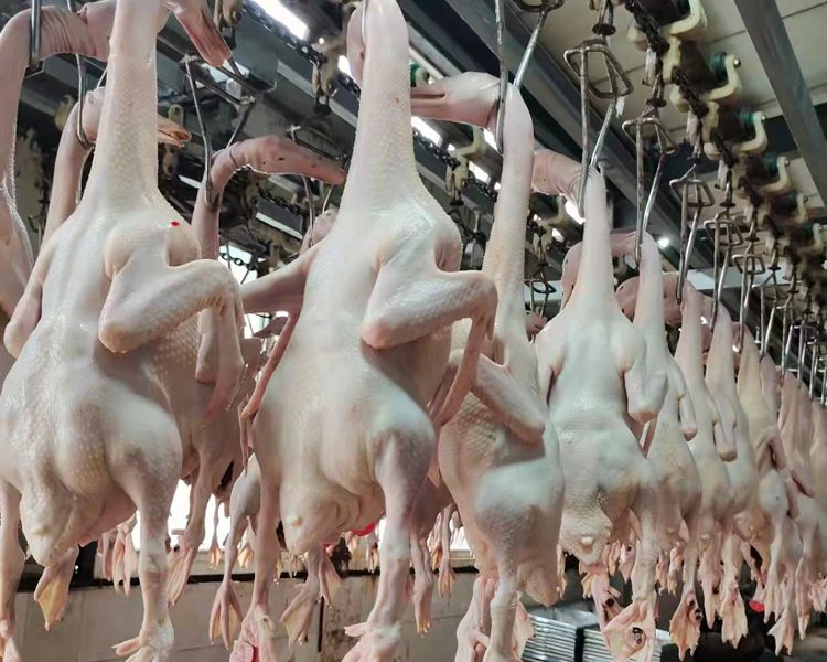 La Línea de Aves de Corral Ideal: Un Río de Precisión, Estabilidad y Eficiencia