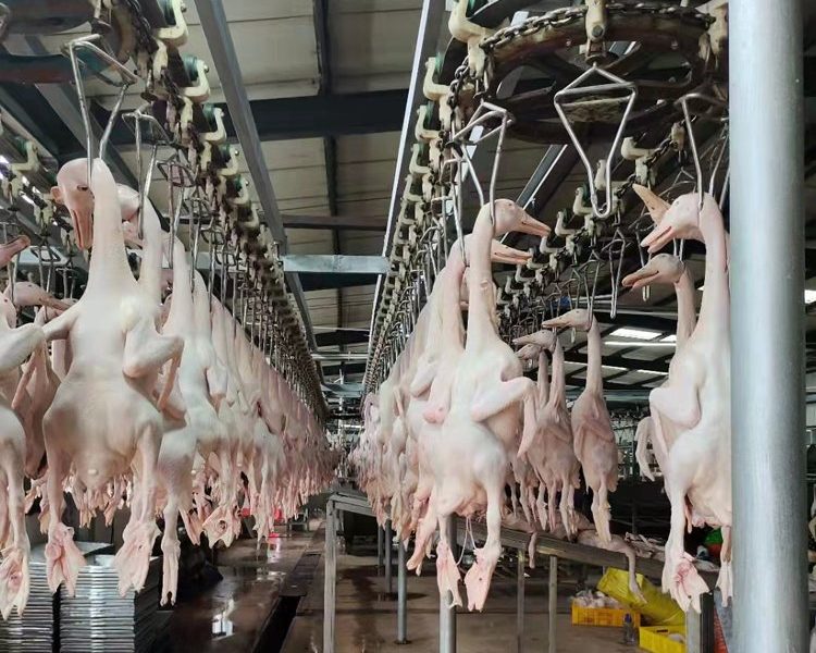 Equipo automático para el corte de cabezas en líneas de sacrificio de patos