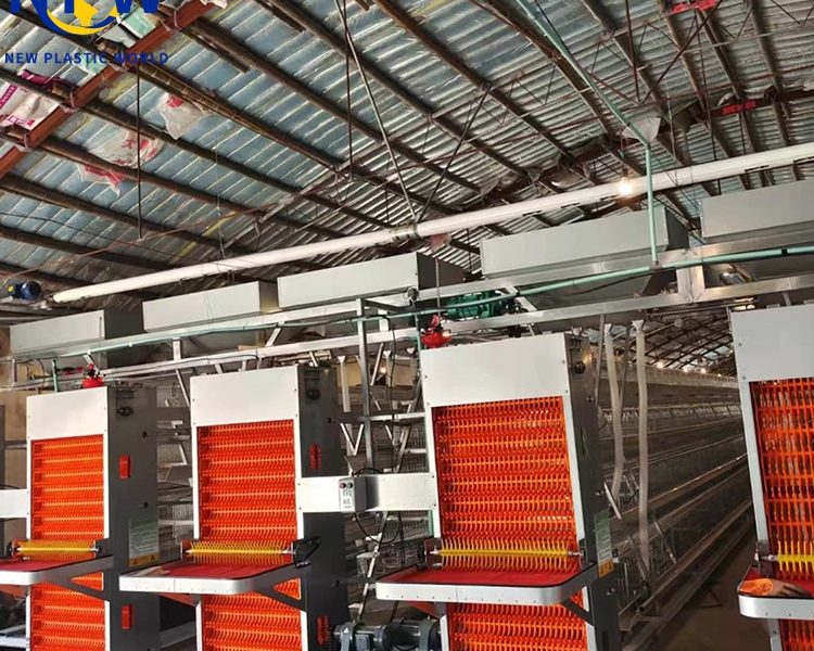 **Marketing y Desarrollo de la Industria Avícola: Un Camino Eficiente Impulsado por Qingdao NPW Plastic**