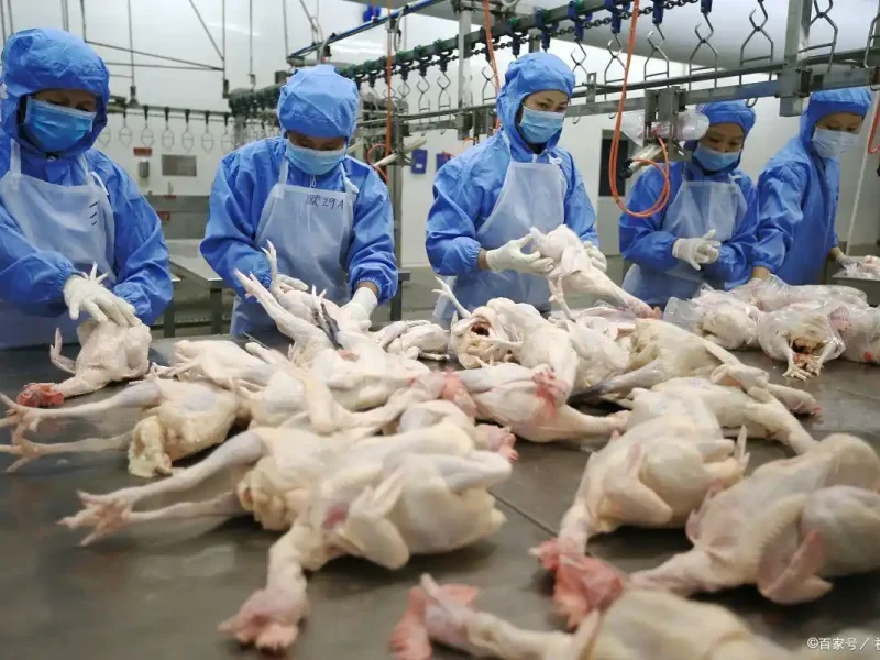 Proceso de sacrificio, evisceración y limpieza de aves de corral