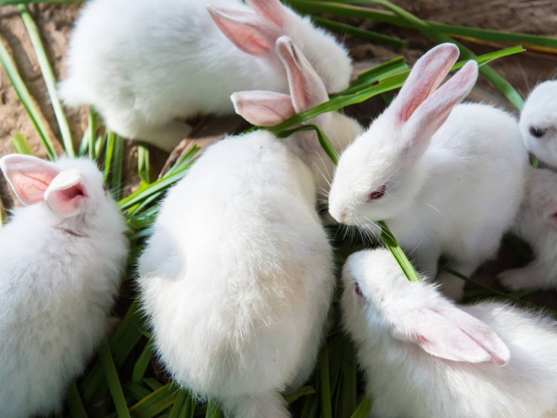 Ligne d'abattage de lapins : axée sur l'équilibre entre l'intégrité de la peau brute et la qualité sanitaire de la viande de lapin