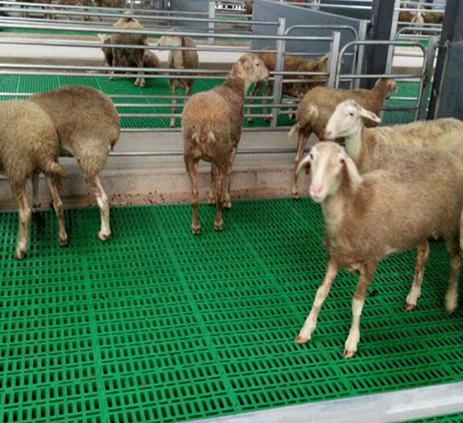 Scénarios d'application et directives de sélection pour les systèmes de planchers à lattes pour ovins