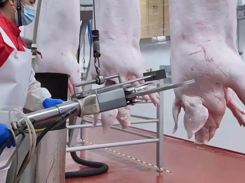 Démonstration vidéo de la chaîne de production d'abattage de porcs