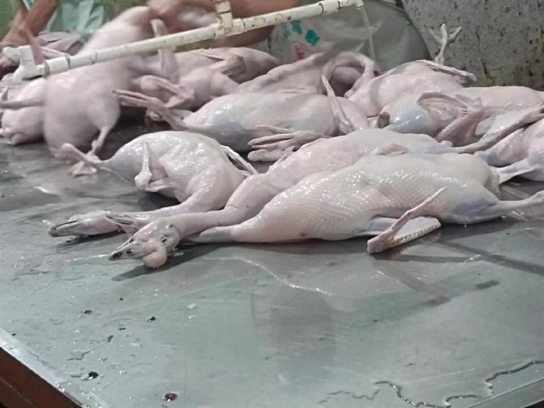 Points clés de la conception différenciée des équipements de la chaîne d'abattage d'oies