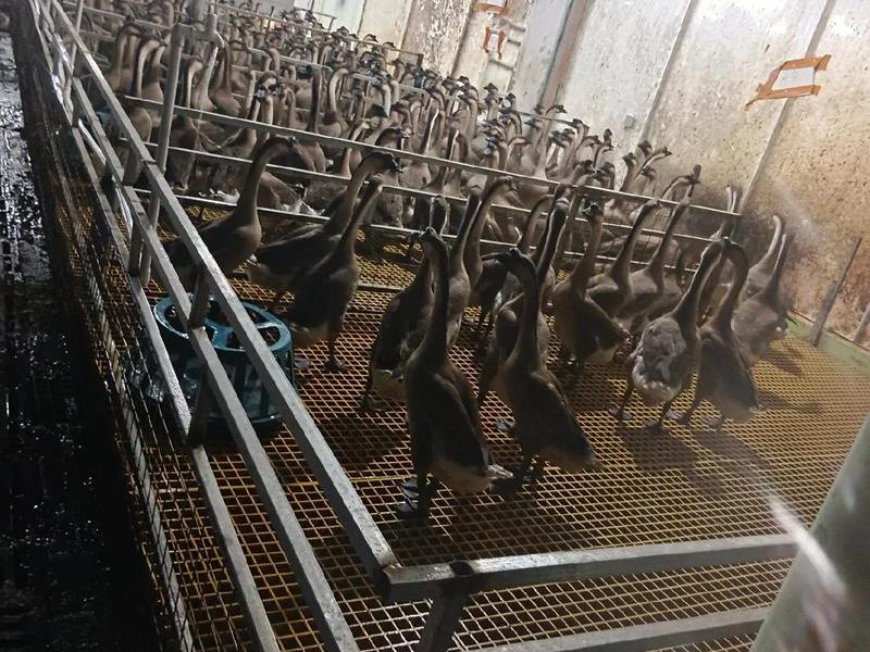 Défis techniques et différenciation des chaînes d'abattage d'oies