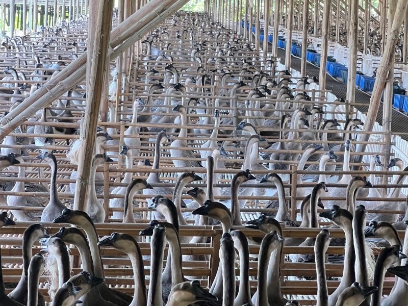 Уникальная конструкция и ключевые процессы линии убоя гусей