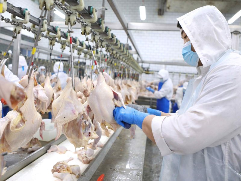 Начальный этап гуманного забоя: стандартизированные процедуры и применение технологий при подготовке и оглушении