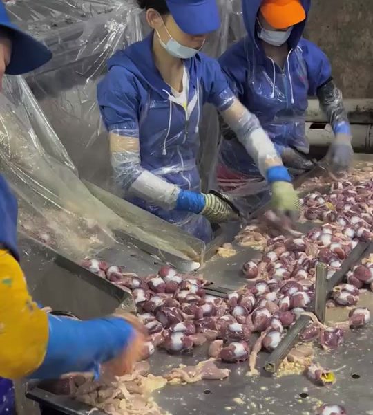 Автоматизированная линия переработки куриных желудков