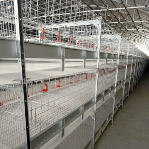 Система клеток для выращивания цыплят.