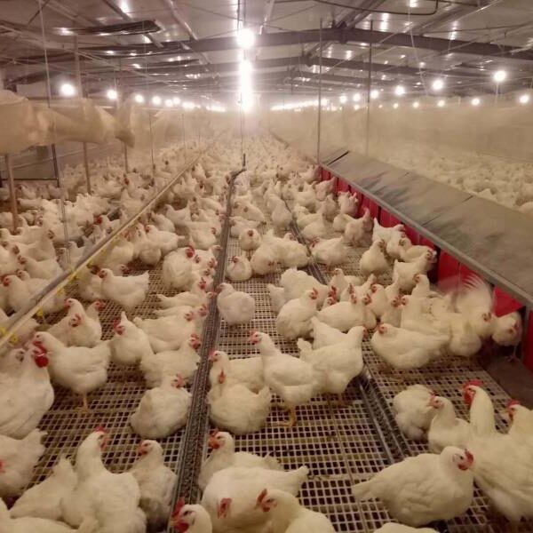 How to Build a Robust Hygiene & Epidemic Prevention System for Poultry Farms