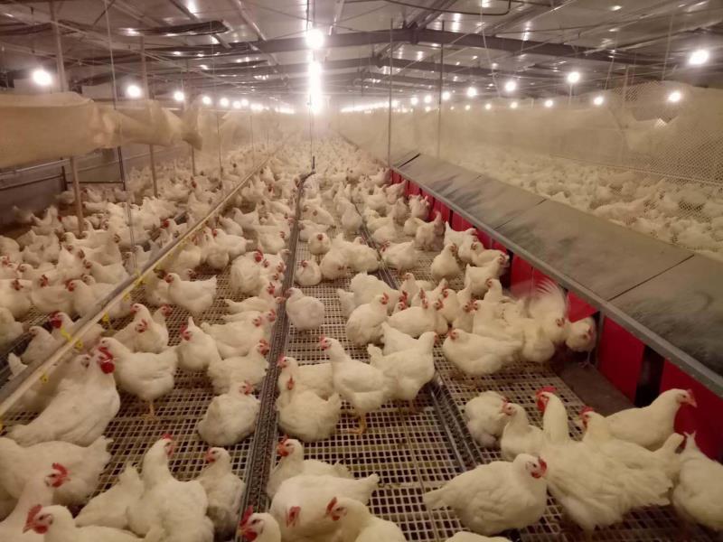 How to Build a Robust Hygiene & Epidemic Prevention System for Poultry Farms