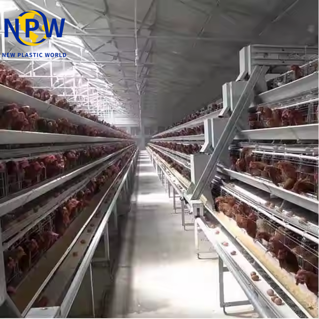 Frequently Asked Questions About Layer Breeding – A Professional Guide by Qingdao NPW Plastic Co., Ltd.