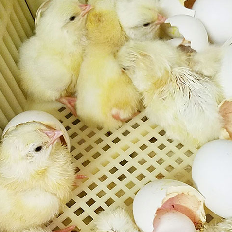 A Comprehensive Guide to Raising Baby Chicks in the First 10 Days