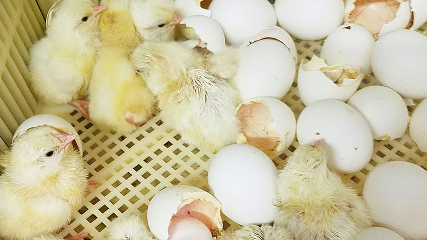 A Comprehensive Guide to Raising Baby Chicks in the First 10 Days