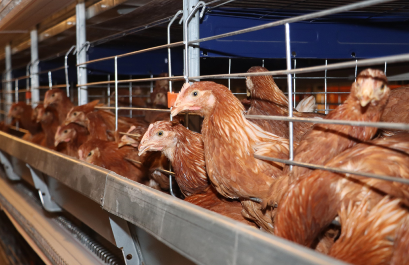 Chicken Farm Project Application