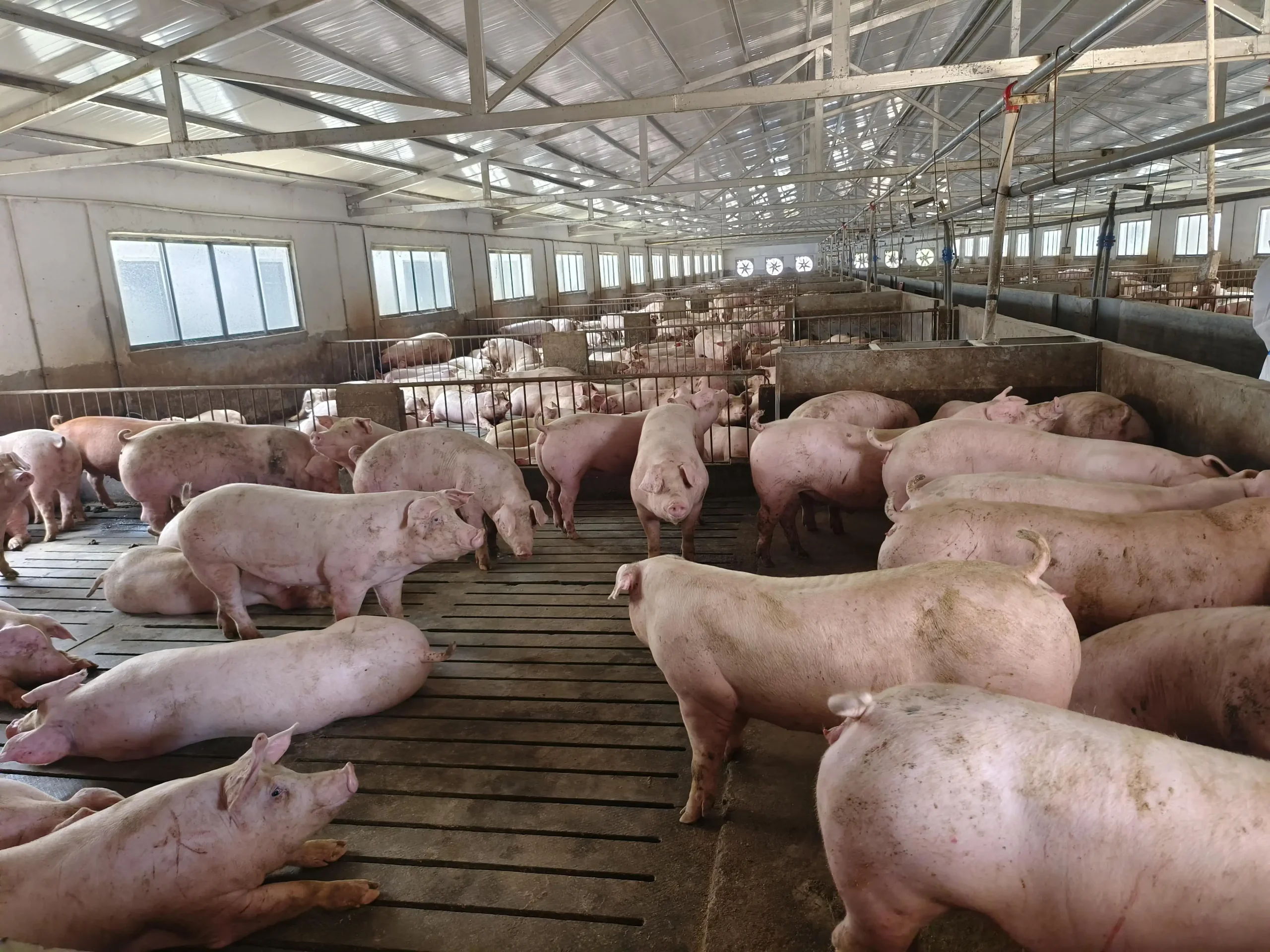Pig Farm Project Application