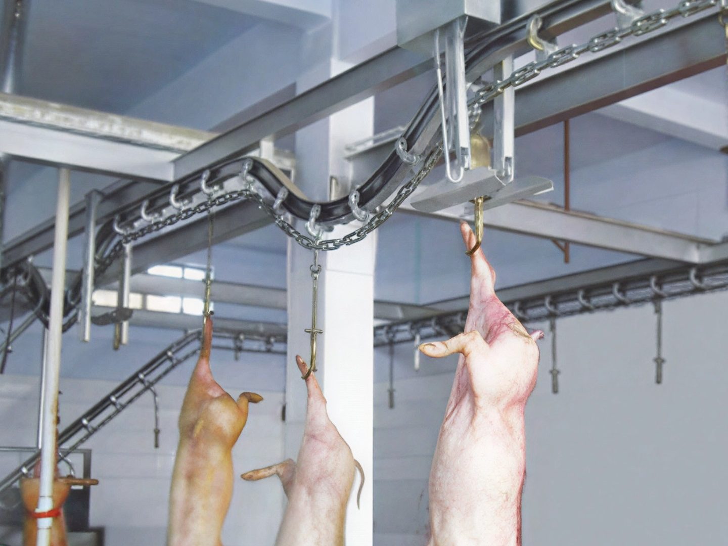 Pig carcasses on hooks travelling through the bleeding rail of an NPW pork slaughter line