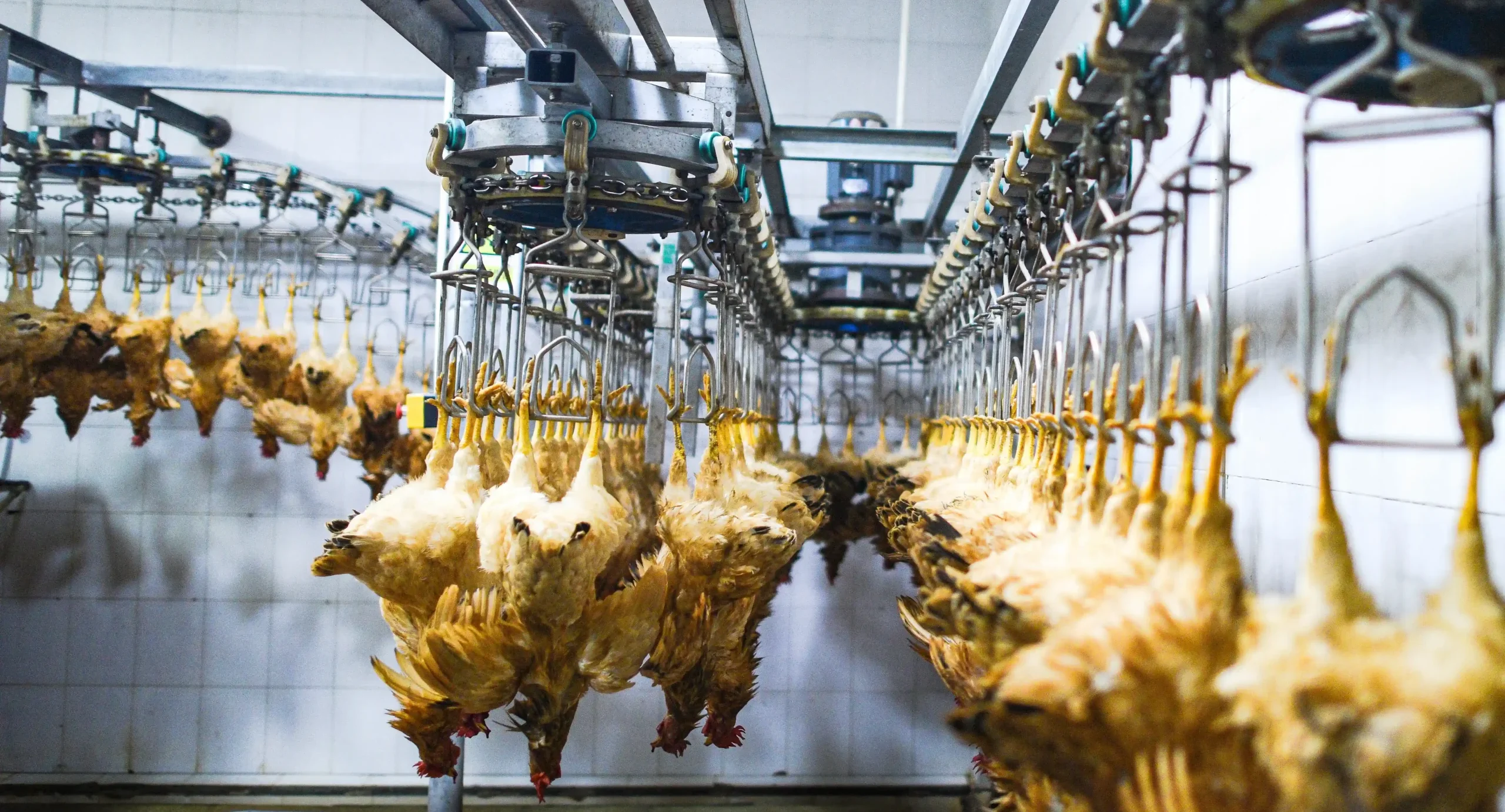 PHASE 2: SLAUGHTERING AND DEFEATHERING