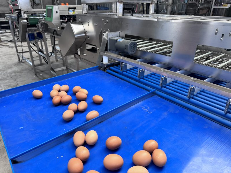 In-depth Analysis of the Sorting and Inspection Segment in Egg Processing Lines