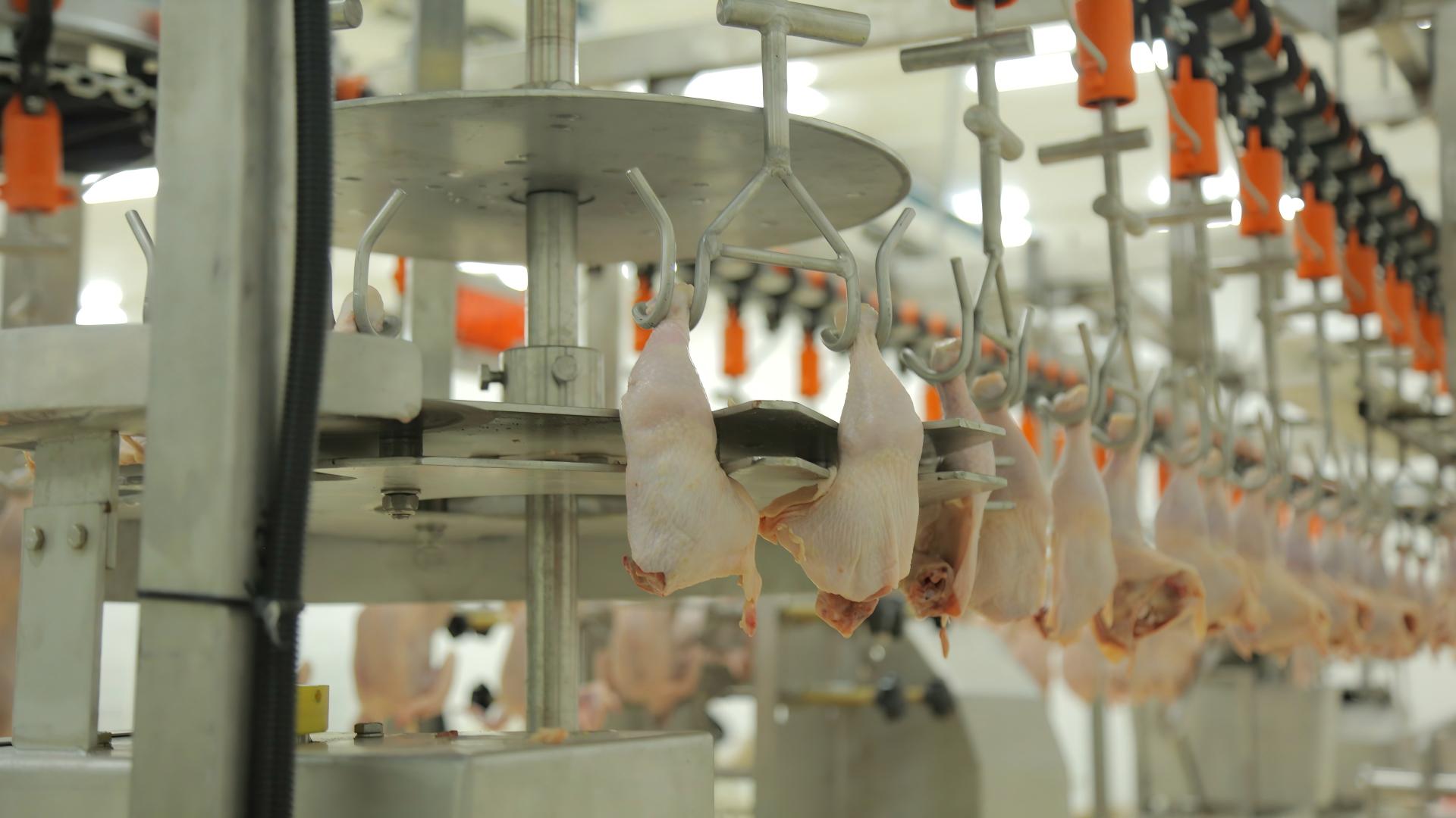 AUTOMATIC BROILER CUTTING MACHINE