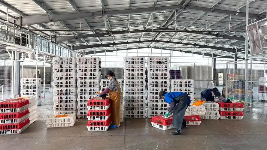 PHASE 1: PREPARATION AND STUNNING