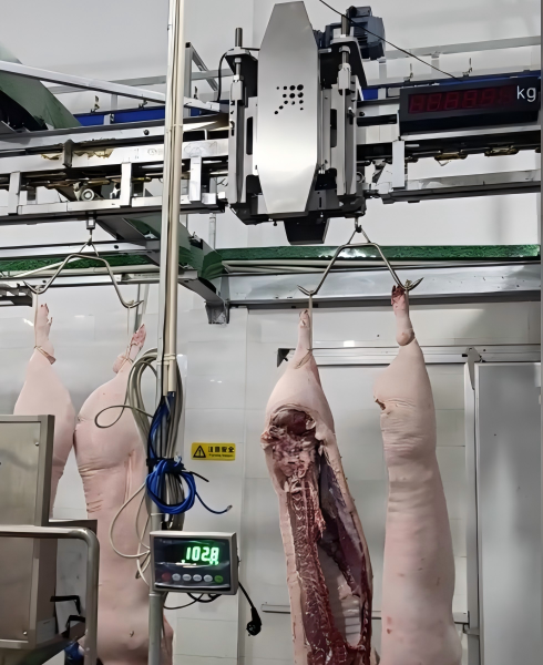 Electronic Rail Scales – Precise Pig Carcass Weighing