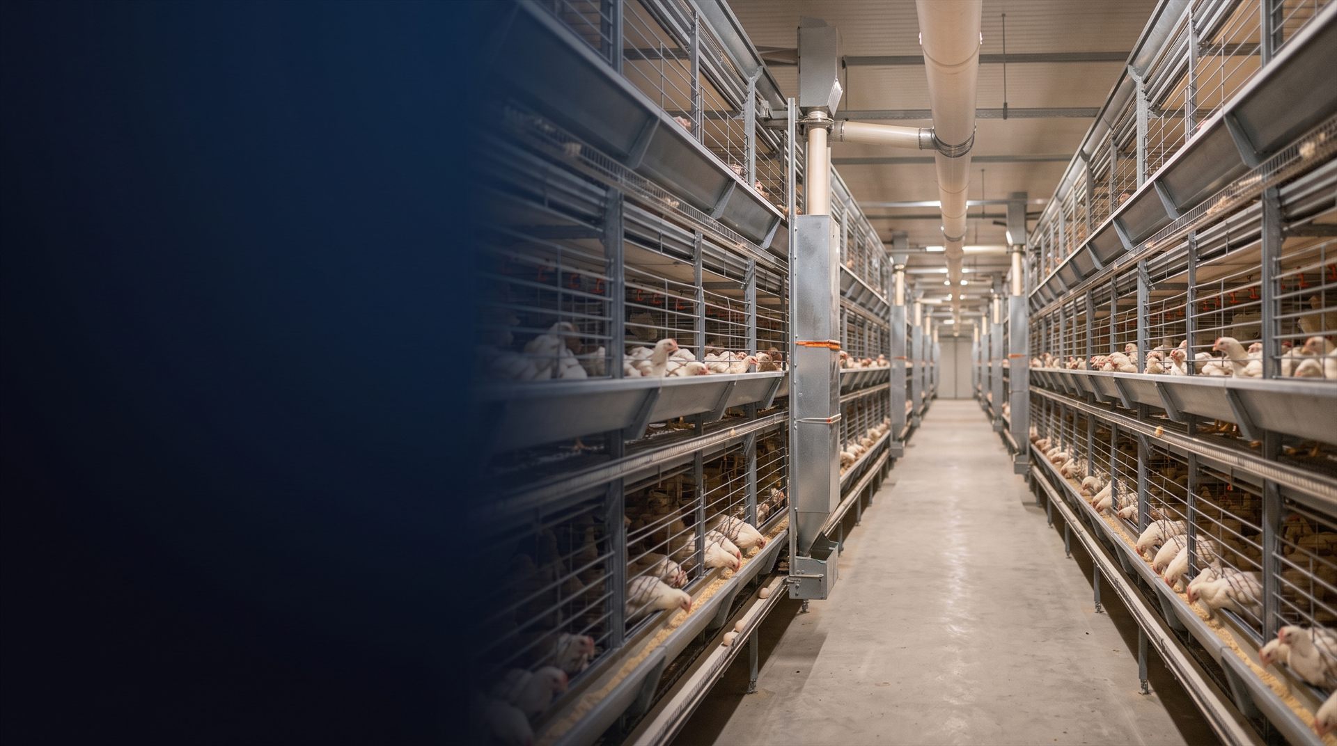 Interior of a modern poultry house with stacked H-frame broiler battery cages, automatic feed troughs and nipple drinking lines, looking down the central aisle