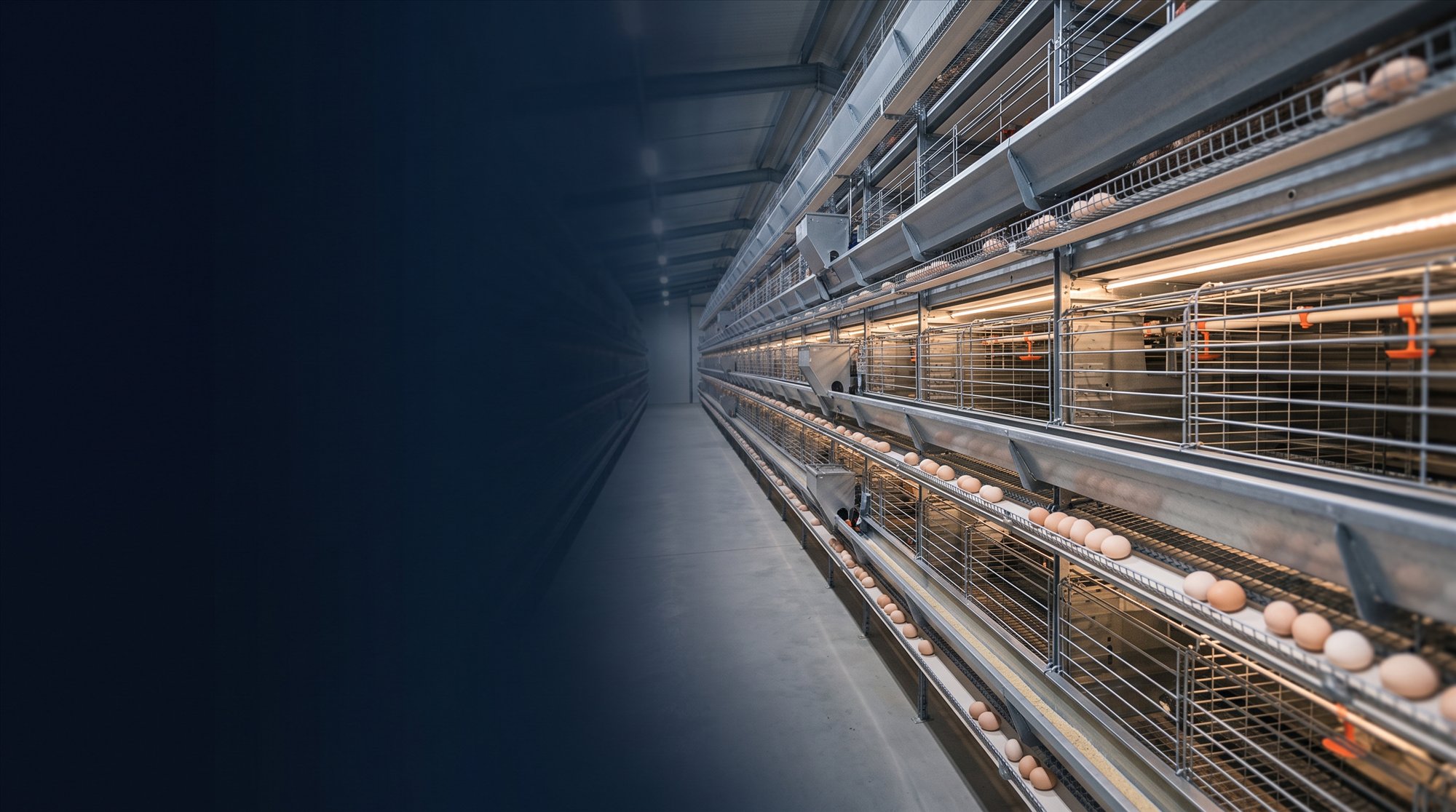 Modern H-frame layer cage house interior with feed troughs, egg collection belts and a clean central aisle