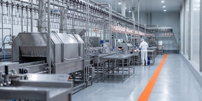 Complete poultry slaughter line with scalding, plucking and evisceration machines in a clean stainless steel plant