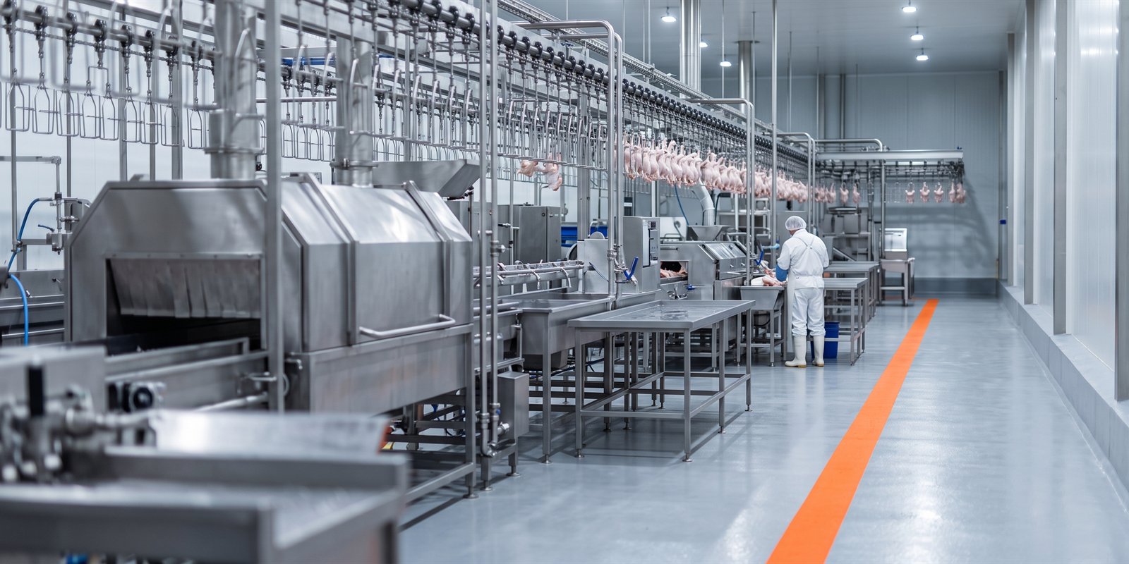 Complete NPW poultry slaughter line with overhead shackles, carcasses, stainless scalding and plucking machines and a worker in white protective clothing